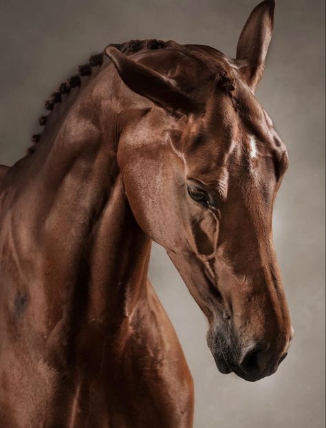 Horse Looking Up, Horseriding Reference, Horse Photo Reference, Horse Head Reference, Horse Reference, Horse Frontal View, Horse Reference Photos Head, Horse Head Photography, Noriker Horse