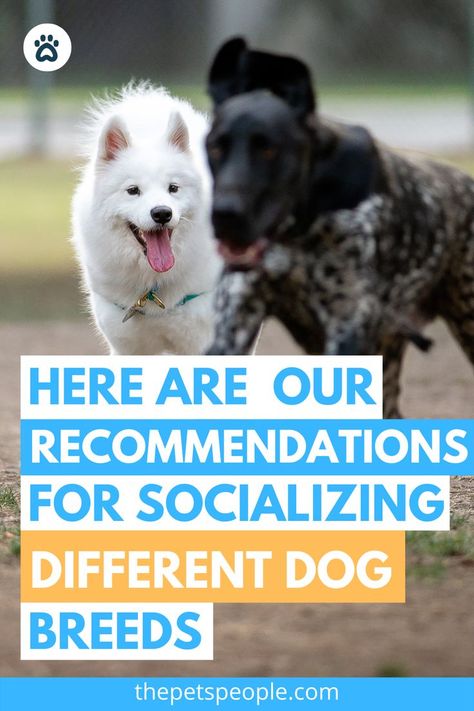 Our Recommendations For Socializing Different Dog Breeds Dog Owner Tips, Social Tips, Socializing Dogs, Social Integration, Train Dog, Different Dog Breeds, Pet People, Multiple Dogs, Dog Brain