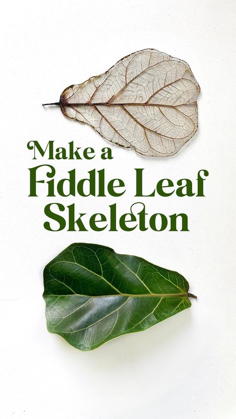 Skeleton Leaves, Leaf Skeleton, Fiddle Leaf, Fiddle Leaf Fig, Shadow Boxes, Fig, Skeleton, Plant Leaves, On Instagram