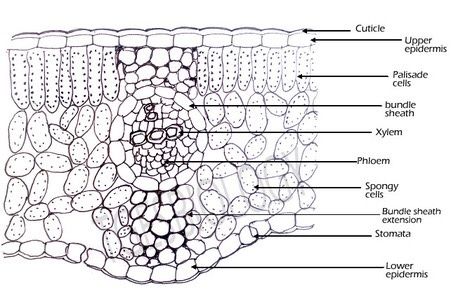 Leaf Anatomy, Biology Homework, Late Birthday Wishes, Biology Plants, Teaching Biology, Fancy Letters, Plant Science, Late Birthday, Eighth Grade