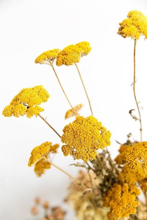 Yarrow always reminds me of my mother's garden. Donna Bouma Apartments Decorating, Decorating Farmhouse, 강아지 그림, Wildflower Bouquet, Decoration Room, Kitchen Decorating, Green Nature, Kitchen Projects, Decoration Diy