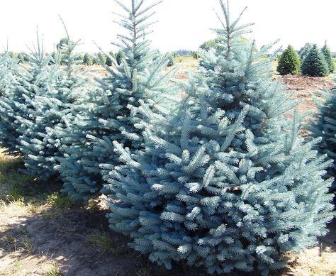 Picea Pungens 'Fat Albert' - Planted at last house... Picea Pungens Glauca, Clematis Paniculata, Blue Spruce Tree, Colorado Spruce, Judas Tree, Colorado Blue Spruce, Picea Pungens, Evergreen Colorado, Specimen Trees