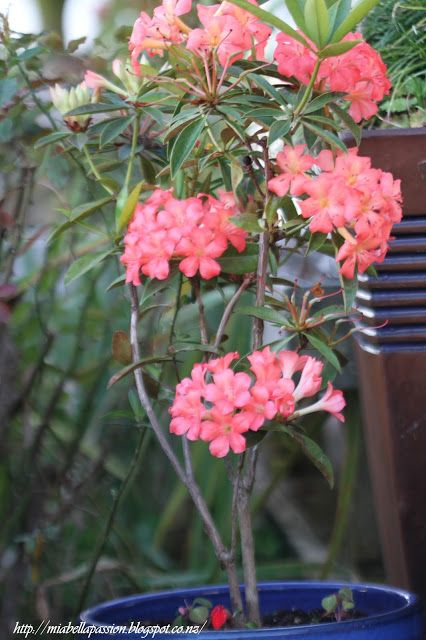 Azaleas In Pots, Mia Bella, Plants