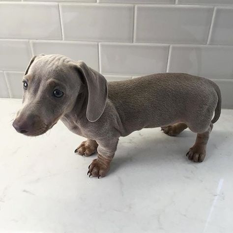 limake_dachshund sur Instagram : Grey Dachshund 🐶🐾❤ (This is a beautiful pup! If I'm different than others, because some HUMANS "played" with my breed and I came up like… Blue Dachshund, Dachshund Breed, Dachshund Funny, Clever Dog, Dachshund Puppy Miniature, Miniature Dachshunds, Puppy Day, Dapple Dachshund, Most Popular Dog Breeds