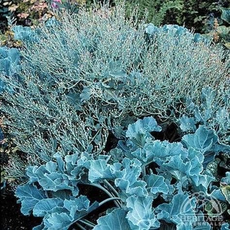 Crambe Maritima, Office Landscaping, Forest Gardening, Beach Plants, Edible Forest, Sea Kale, Kale Plant, Foliage Leaves, Seaside Garden