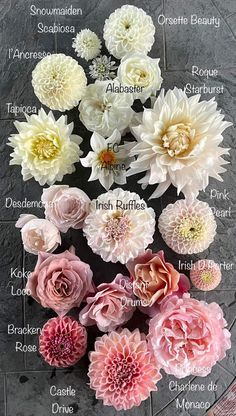 Ranunculus Peony Dahlia Bouquet, Types Of Dahlias Flower, Bulb Flowers Types Of, Dahlia Flower Arrangements Wedding, Dahlia Flower Bouquet Wedding Ideas, Dalia Flower Garden, Dalia Bouquet, Pink Dahlia Bouquet, Dahlia Flower Bouquet