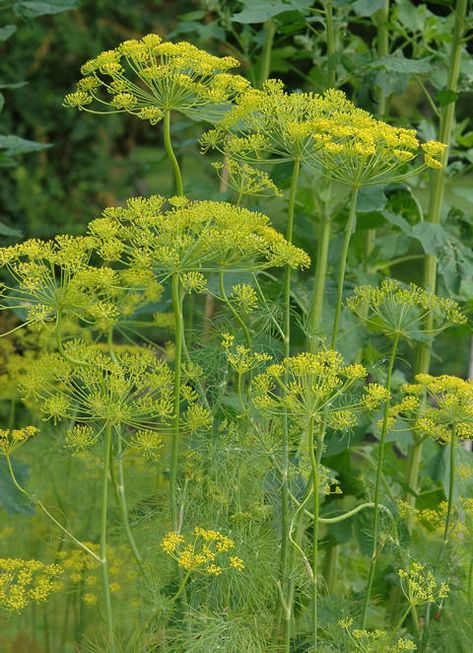 Dill (Anethum graveolens) Anethum Graveolens