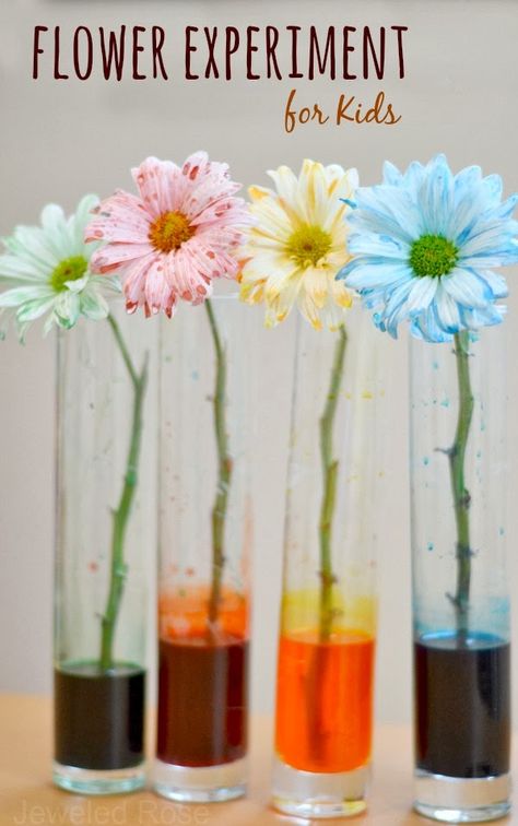 An amazing collection of gardening activities for kids- so many neat ideas! {OVER 50 ACTIVITIES} Flower Experiment, Experiment For Kids, Kid Science, Spring Preschool, Fair Projects, Preschool Science, Spring Activities, Homeschool Science, Science Experiments Kids