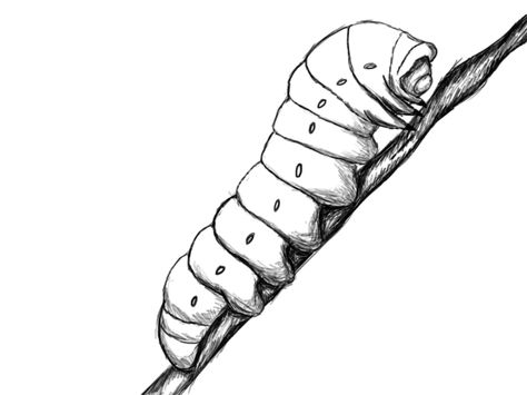 jimothy Catipiller Drawing, Catapiller Drawing, Caterpillars Drawing, Cattipillars Drawing, Monarch Caterpillar Drawing, Catipillar Drawing, Inchworm Drawing, Drawings Of Butterflies, Catapillar Drawings