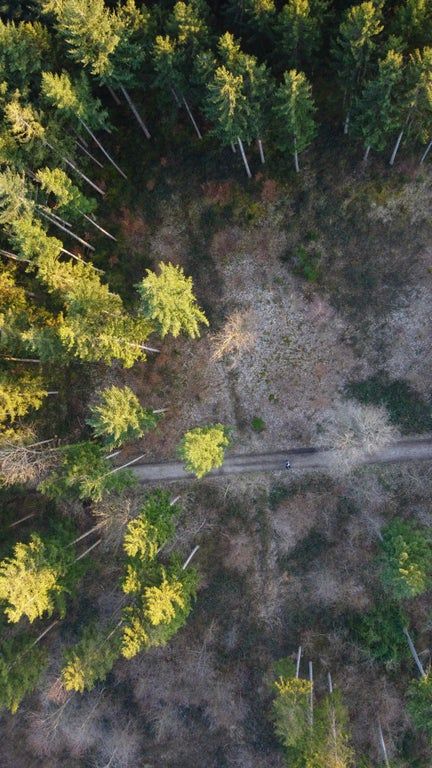 Forest From Above Drawing, Forest From Above, Forest Background, Altered Images, High Angle, Unique Photography, Studio Setup, Nature Tree, Birds Eye View