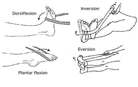 Dorsiflexion: Muscles & Exercises » How To Relief Muscles Exercises, Ankle Dorsiflexion, Lower Leg Muscles, Weight Training Women, Ankle Sprain, Rehabilitation Exercises, Muscle Weakness, Fitness Motivation Pictures, Sprained Ankle