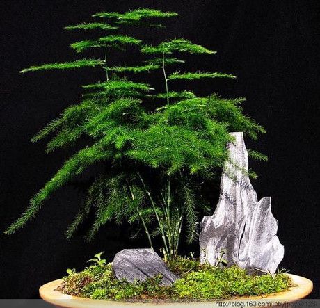 Redwood Bonsai, Fern Seeds, Courtyard Plants, Bonsai Forest, Ferns Garden, Bonsai Seeds, Asparagus Fern, Moss Garden, Fern Plant