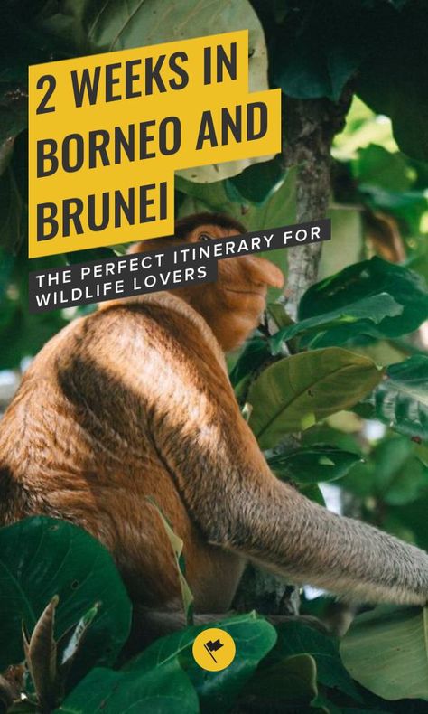 Backpacking Itinerary, Borneo Travel, Brunei Travel, Travel Malaysia, Solo Travel Quotes, Single Travel, Visit Asia, Backpacking Asia, Malaysia Travel