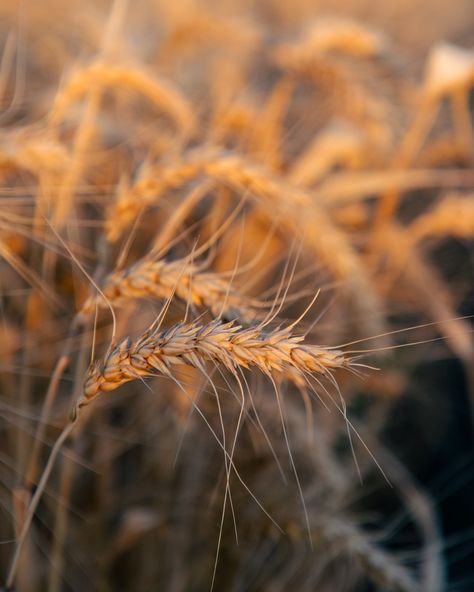 Wheat Wheat Wheat 🌾 Australian wheat production is forecast to increase to 31.8 million tonnes this year. That means the gross value is forecast to increase by 10% to $10.7 billion. That’s a lot of wheat getting about. . . . . . #harvest #sunstar #canoncollective #abcmyphoto #graziher #visitqld #goondiwindi #beautyinthebushcollective #ruralaussiefarmers #rural #ruralaustralia #ruralphotography #ruralphotographer #australiagram #kickinupdust #harvesting #countrylife #countryliving #count... Wheat Farming, 13 Moons, Wheat Harvest, Rural Photography, Country Life, Country Living, Wheat, Farmer, One Day