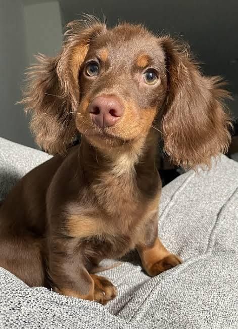 Hi! Are you a dachshund lover. Join and be a part of our amazing group of fellow dachshund lovers. Dapple Dachshund Miniature, Mini Daschund, Weiner Dog Puppies, Daschund Puppies, Dachshund Puppy Miniature, Very Cute Puppies, Cute Dogs Images, Super Cute Puppies, Dapple Dachshund