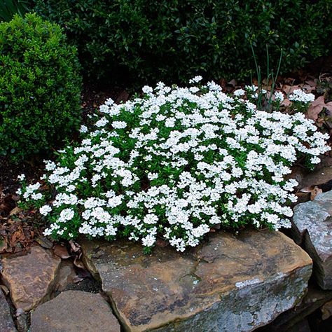 Think I will try this.........  Candytuft is a low growing border plant that spreads nicely.  It is an ever green all winter long. Texas Landscaping, Ground Covers, Border Plants, Garden Shrubs, Fine Gardening, Moon Garden, Have Inspiration, White Garden, Olive Garden