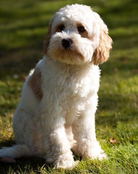 Cavapoo Full Grown Mini, Cavapoo Red And White, Blenheim Cavapoo, Cavapoo Teddy Bear Haircut, Cavachon Grooming Styles, Golden Cavapoo, Teddy Bear Cut Cavapoo, Cavapoo Grooming Styles, Havapoo Haircuts