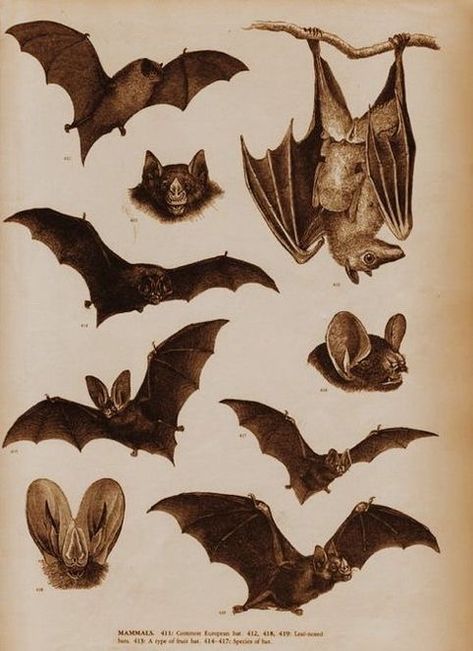 Bat Anatomy, Castlevania Dracula, Penny Dreadful, Goth Aesthetic, Brown Aesthetic, Gothic Art, Grunge Aesthetic, Dark Aesthetic, Anatomy