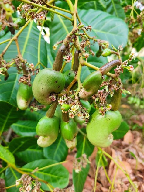 Here's how cashew looks when it is young. Cashew Apple, Cashew Tree, Evergreen Trees, Photo Tree, Apple Accessories, Cashew, Sri Lanka, Nuts, Grapes