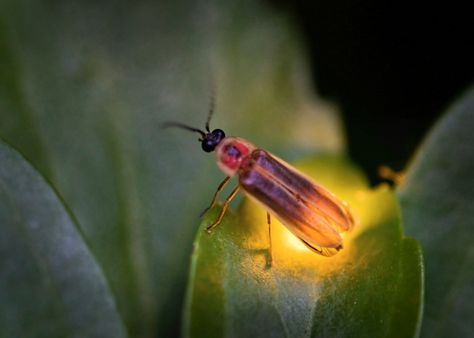 Art Jewelry Elements: AJE COM Theme: Fireflies Insect Reference, Lightening Bugs, Fused Flowers, Fire Flies, Lighting Bugs, Foto Macro, Grasshoppers, A Bug's Life, Artist Card