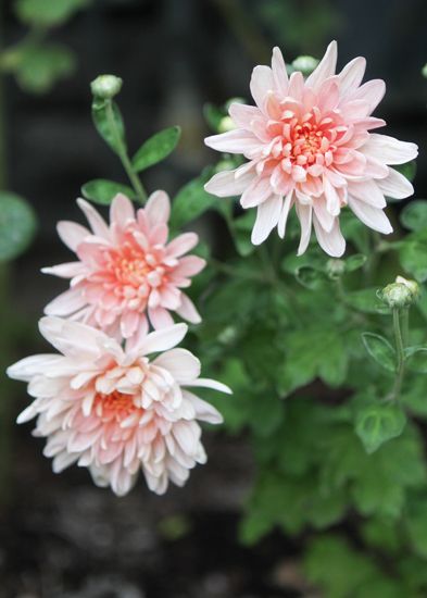 VW Garden: Hardy Chrysanthemums Crysthanamum Flowers, Chrysanthemum Flower Garden, Crysantenum Flower, Hardy Mums, November Birth Flower, White Chrysanthemum, Tiny Plants, Chrysanthemum Flower, Winter Flowers