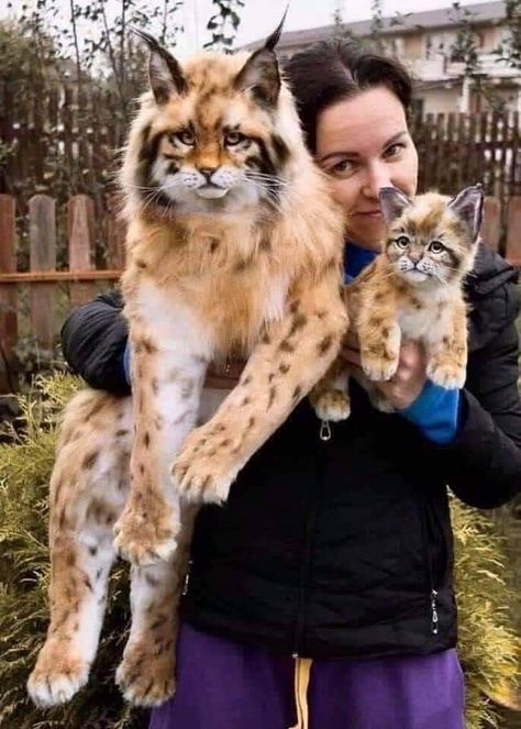 Maine Coon Rare Albino Animals, Rare Cats, Söt Katt, Exotic Cats, Gorgeous Cats, Cute Cats Photos, Funny Cute Cats, Cute Animal Pictures, Cute Cats And Dogs