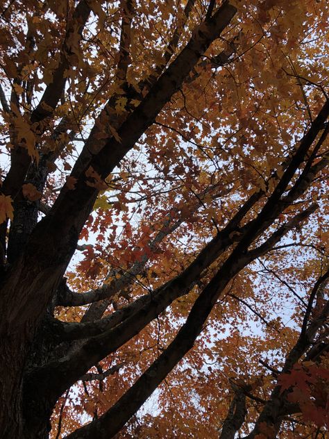 Maple Trees Aesthetic, Tree Branch Aesthetic, Maple Tree Aesthetic, Autumn Shuffle, Branches Aesthetic, Maple Aesthetic, Branch Aesthetic, Taylor Swift Evermore Aesthetic, Sugar Maple Tree