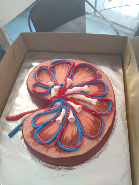 Kidney Cake for Pima Medical Institute! Kidney Clay Model, Kidney Project, Kidney Cake Ideas, Kidney Cake, Kidney Model Project, Biology Project Ideas, Human Body Science Projects, Medical Cake, Human Body Projects