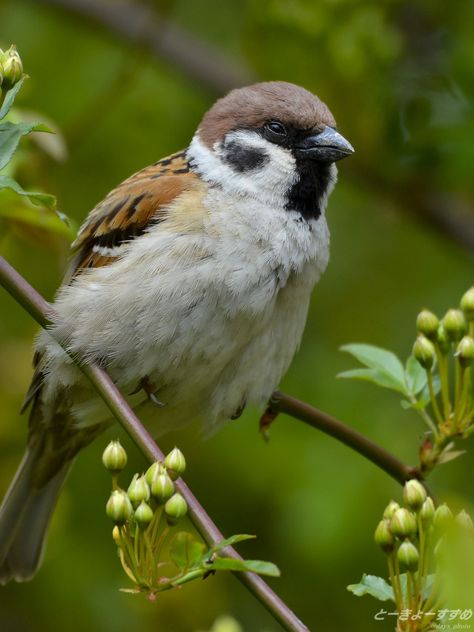 Birds Name List, Eurasian Tree Sparrow, Baby Sparrow, Tree Sparrow, Song Birds, British Garden, Bird Photos, Most Beautiful Birds, Call Art