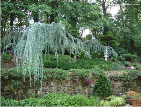 Silvery-blue foliage &graceful weeping form. Can be trained trail across a stone wall, or upright from stake, serpentine form in a large container. Plant it alongside camellia, Japanese forest grass (Hakonechloa macra).  Grows in a range of quick-draining soil types. Established trees need only occasional water. Hardy to -5 degrees F (zones 6 to 9) Require occasional water once established; more in periods of heat Light requirement: Full sun Mature size: Slow growing up to 15-20' ft tall Front Yard Drought Tolerant, Weeping Blue Atlas Cedar, Blue Atlas Cedar, French Courtyard, Cedrus Atlantica, Weeping Trees, Atlas Cedar, Small Japanese Garden, Asian Landscape