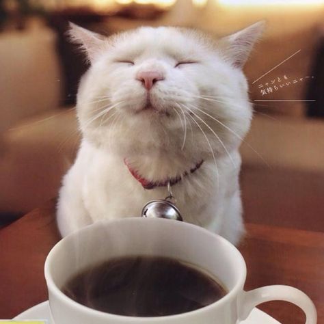 Coffee Meme, Coffee Talk, Coffee Is Life, Good Morning Coffee, A Cup Of Coffee, Cat Coffee, Coffee Coffee, Coffee Love, Coffee Quotes