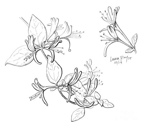 Honeysuckle Sketch, Honey Suckle Tattoo Simple, Honeysuckle Flower Tattoo, Honeysuckle Tattoo Design, Honeysuckle Tattoo Simple, Honeysuckle Drawing, Tattoo Honeysuckle, Honeysuckle Tattoos, Edgy Tattoos