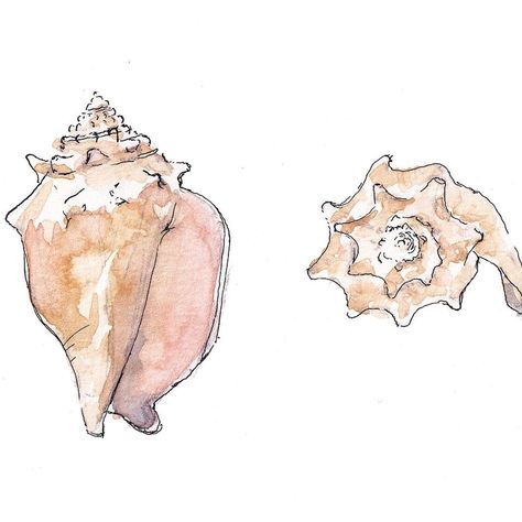 CONCH SHELLS Seashell, Ocean, Beach, Marine, Nautical, Nautilus, Ink and Watercolor Painting, Drawing, Giclee Art Print, Drawn There - Etsy Seashell Watercolor Painting, Conch Shell Drawing, Conch Drawing, Draw Seashells, Seashell Watercolor, Watercolor Shells, Seashell Drawing, Shell Drawing, Watercolor Practice