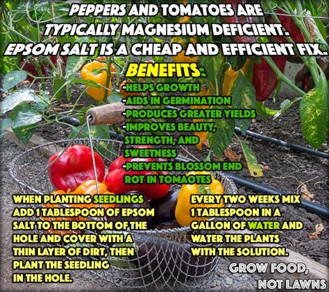 Epsom Salt For Plants, Epsom Salt Garden, Epsom Salt Uses, Tomatoes Growing, Epson Salt, Miracle Grow, Garden Remedies, The Whoot, Natural Fertilizer