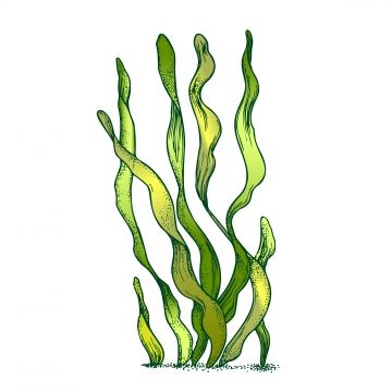 seaweed clipart,underwater,organism,algae,seaweed,doodle,vector,organic,leaf,branch,exotic,spirulina,plant,ornamental,aquarium,decoration,concept,designed,retro,style,mockup,monochrome,illustration,river,hand,drawn,nature,aqua,world,flora,fauna,vintage,decorative,marine,creature,black,white,print,blackwork,tattoo,clipart,outline,engraving,ink,t-shirt,graphic,art,design,artwork,aquatic,biodiversity,leaf vector,vintage vector,world vector,tattoo vector,graphic vector,plant vector,nature vector,dec Seaweed Clipart, Tattoo Clipart, Brain Vector, World Png, Vector Tattoo, Underwater Background, Fish Background, Sea Drawing, Underwater Plants