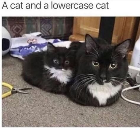 Black And White Cats, Reaction Memes, Lovely Animals, Unusual Animals, Funny Animal Jokes, Funny Cat Memes, White Cats, Funny Animal Memes, Funny Cute Cats