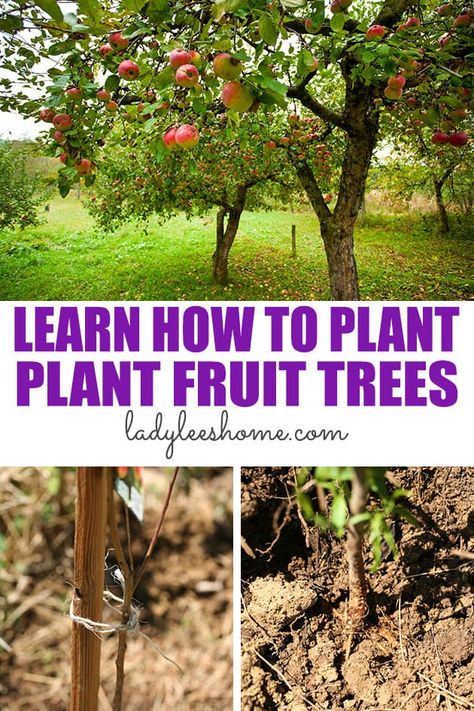 Plant Fruit Trees, Planting Fruit, Fruit Trees Backyard, Planting Fruit Trees, Fruit Tree Garden, Orchard Garden, Balkon Decor, Growing Fruit Trees, When To Plant