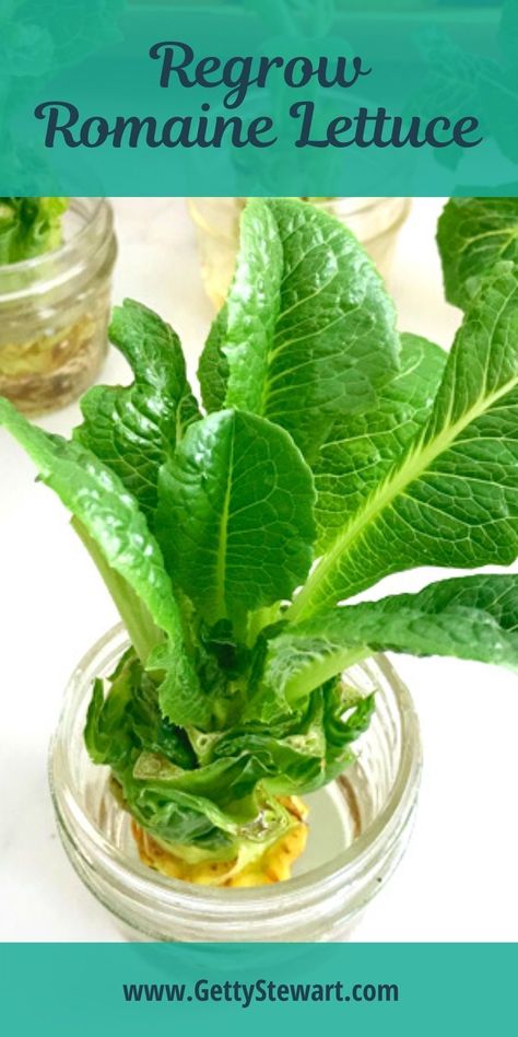 Growing From Scraps, Salads With Romaine Lettuce, How To Grow Romaine Lettuce, How To Regrow Romaine Lettuce, Propagating Romaine Lettuce, Regrow Lettuce From Scraps, Regrowing Romaine Lettuce, Growing Lettuce From Scraps, How To Keep Romaine Lettuce Fresh Longer