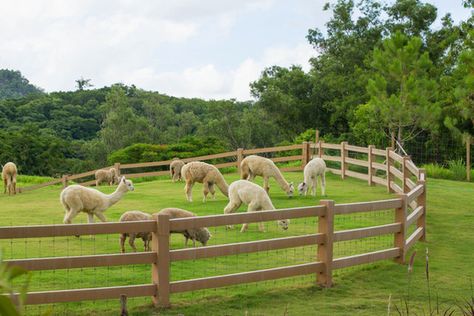 alpacas are raised on farms all over the world. Alpaca Facts, Farm Facts, Sources Of Income, Raising Farm Animals, Alpaca Farm, Green Farm, Llama Alpaca, Home Addition, Animal Sanctuary