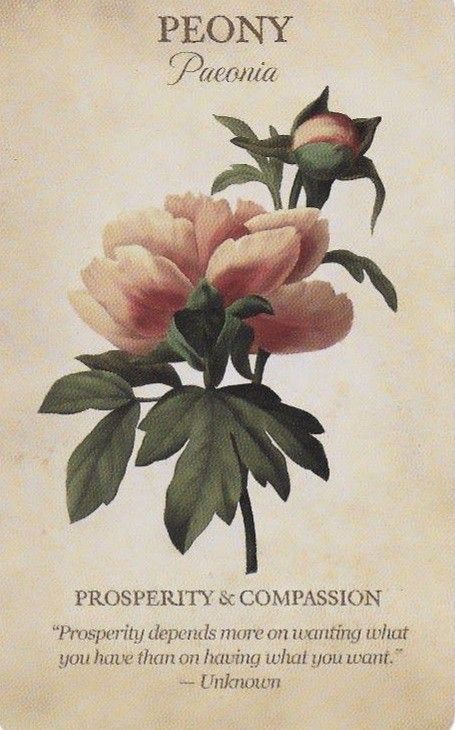 Flower Dictionary, Piskel Art, Flower Guide, Flower Meanings, Oracle Deck, Flower Names, Language Of Flowers, Flower Quotes, Pretty Plants