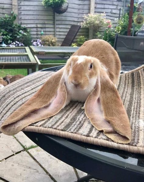 Giant Flemish Rabbit, Big Bunnies, English Lop Rabbit, Giant Rabbits, Pics Of Animals, English Lop, Giant Rabbit, The Cutest Animals, Giant Bunny