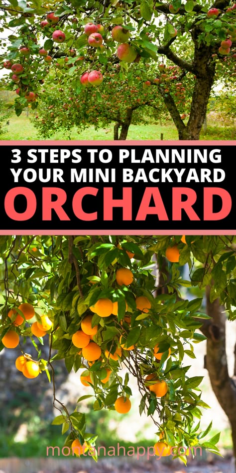 Mini Backyard, Homesteading Garden, Backyard Orchard, Orchard Design, Orchard Garden, Homestead Gardens, Self Sufficient, Growing Fruit, Olive Garden