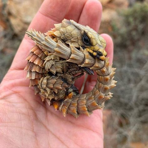 Bio Sapiens on Instagram: “The armadillo girdled lizard (Ouroborus cataphractus), also commonly known as the armadillo lizard, the Golden-armadillo lizard, or the…” Armadillo Lizard, Lizard Habitat, Pokemon In Real Life, Mushroom Images, Tiny Dragon, Puppy Images, Reptiles And Amphibians, Animal Decor, Wildlife Photography