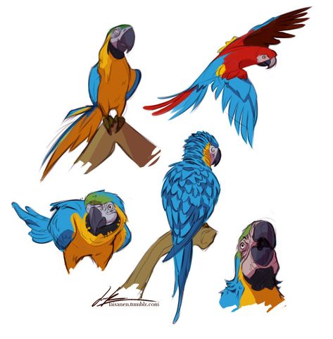 Realistic Parrot Drawing, Parrot Drawing Reference, Parrot Character Design, Macaw Drawing, Parrot Cartoon, Macaw Art, Macaw Bird, Parrot Drawing, Parrots Art