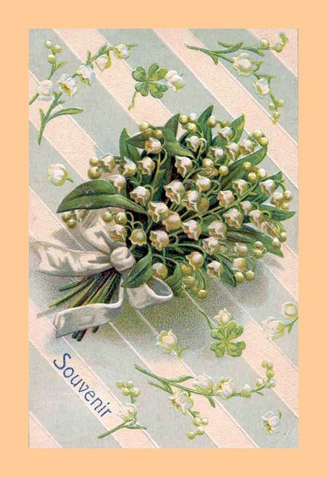 Muguets - 1Mai | Flickr - Photo Sharing! Lily Of The Valley Flowers, Backyard Flowers, Valley Flowers, Up Book, Victorian Art, Old Postcards, Vintage Pictures, Post Cards, Lily Of The Valley