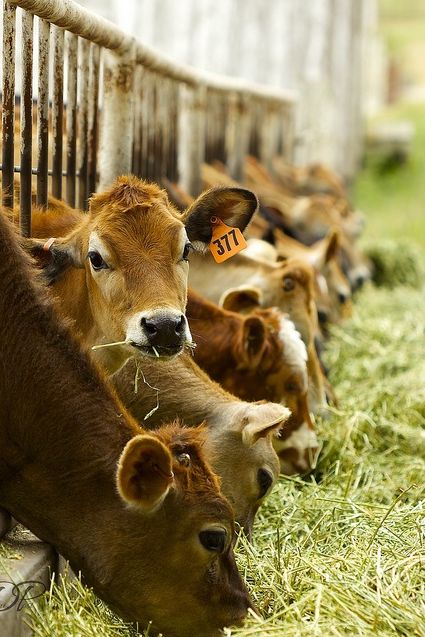 . Bodega Bay, Jersey Cow, Cow Pictures, Dairy Farm, Cow Calf, Dairy Cows, Dairy Farms, Baby Cows, Country Farm