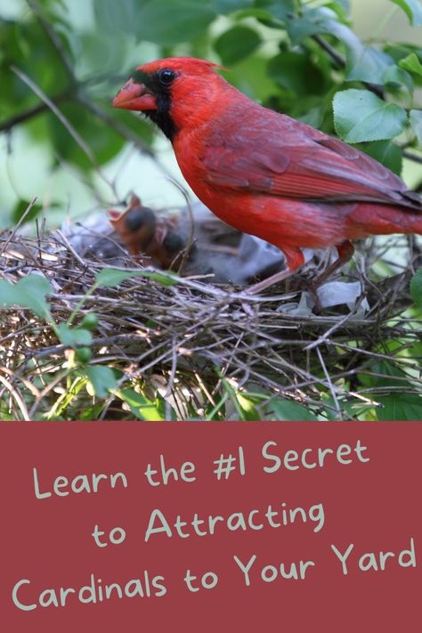 How To Attract Wildlife To Your Yard, Cardinal Bird Feeder, Attracting Birds To Your Yard, Feeding Birds, Bird Garden Ideas, Country Yard Ideas, Cardinal Bird House, Backyard Birds Watching, Backyard Birds Feeders