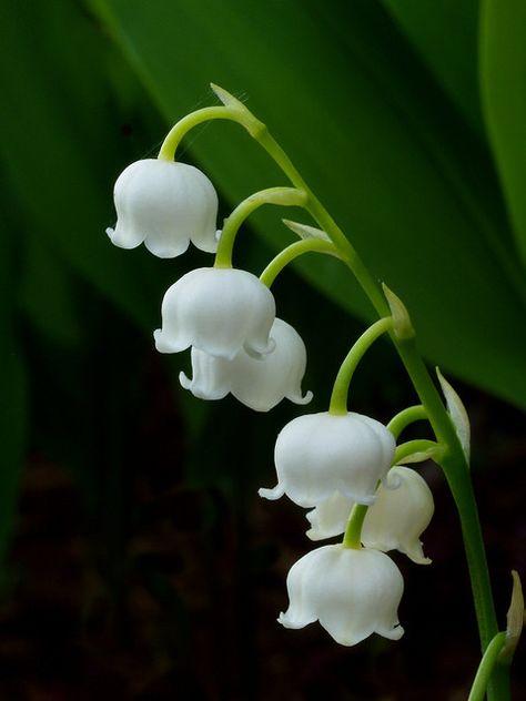 Convallaria Majalis, Photos Flowers, Lily Of The Valley Flowers, Valley Flowers, Theme Nature, Moon Garden, Pretty Plants, Human Art, Flowers Nature