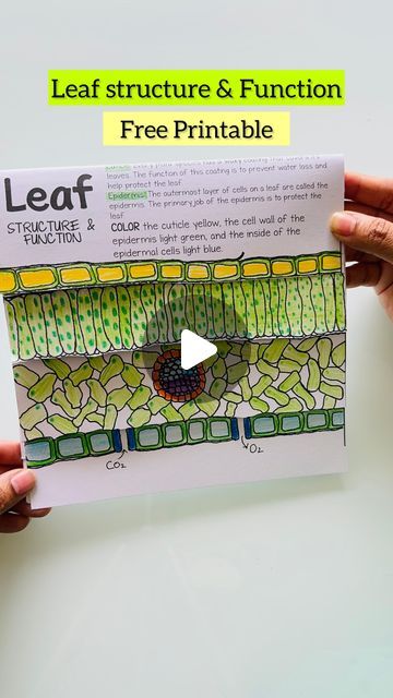 Shraddha Fogla 🇮🇳 on Instagram: "#save structure of a leaf - science / life sciences   The main function of a leaf is to produce food for the plant by photosynthesis.   Comment “print” to get the free printable to teach the little ones .  Chlorophyll, the substance that gives plants their characteristic green colour, absorbs light energy.   The internal structure of the leaf is protected by the leaf epidermis, which is continuous with the stem epidermis.  Follow @2monkeys.and.me for more   👍 like, share and save   #diy #diycrafts #craftforkids #diy #freeprintables #diyprintable #diycrafts #craftsforkids #diyforkids #kidscraftideas#homeschool #homeschooling #homeschoolcurriculum #stemeducation #stemeducationforkids #stemeducator #steameducation #steameducation #earlychildhoodeducation #e Cross Section Of A Leaf, Leaf Structure And Function, Structure Of A Leaf, Leaf Science, Earth Connection, Leaf Structure, Plant Structure, Cell Model, Study Vibes