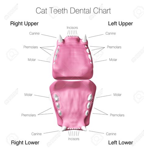 Vet Nursing, Cat Teeth, Bad Teeth, Best Cat Food, Older Cats, Best Cat, Cat Food, Cool Cats, Animal Art